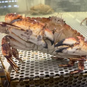 Let's talk fresh Crab